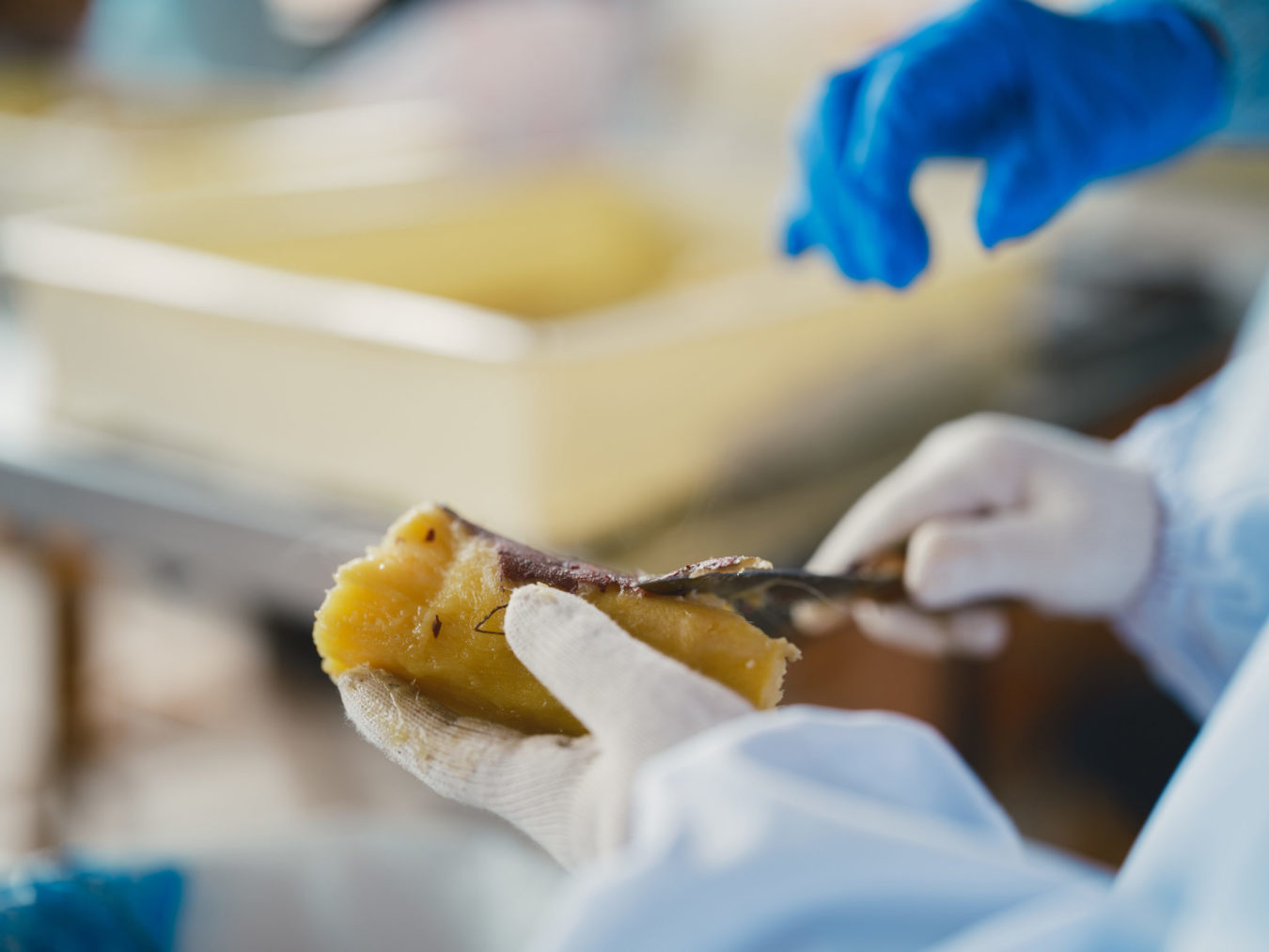 MAKE HOSHIIMO YOURSELF